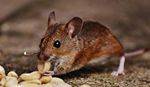 24 Hour & Emergency Exterminators in Duckwater, NV
